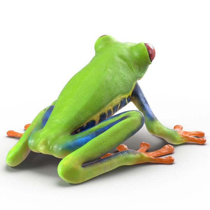 3D model Red Eyed Tree Frog Pose 4