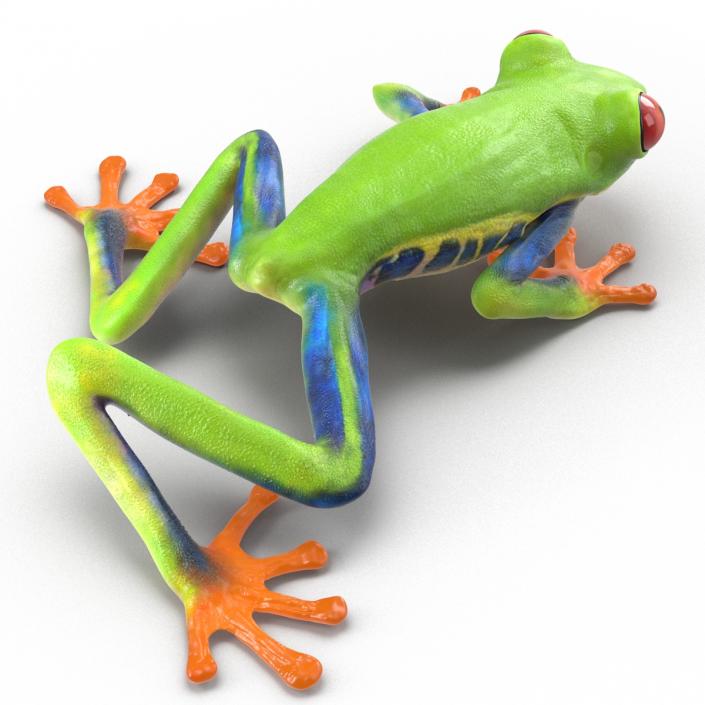 3D model Red Eyed Tree Frog Pose 3