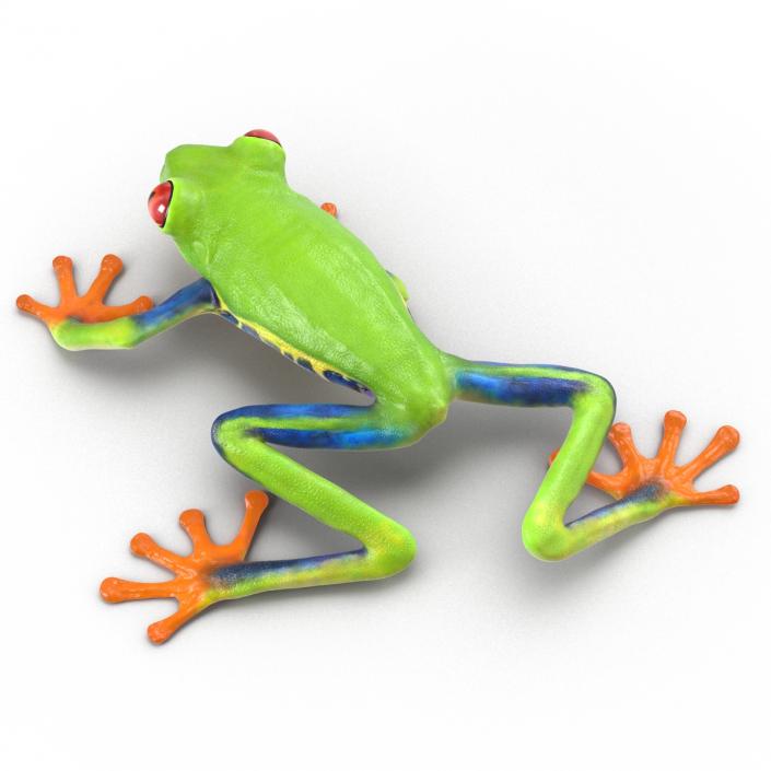 3D model Red Eyed Tree Frog Pose 3