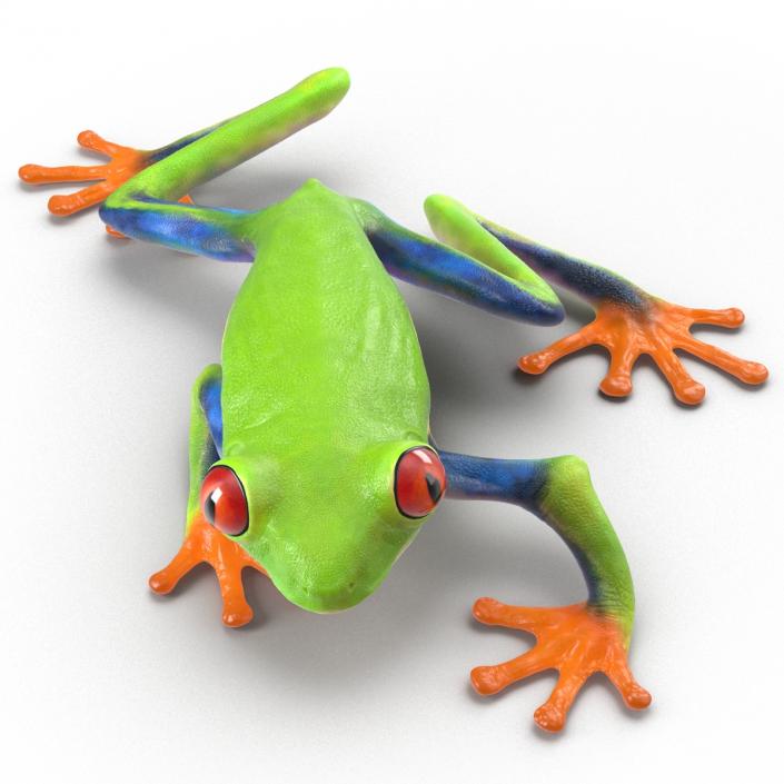 3D model Red Eyed Tree Frog Pose 3