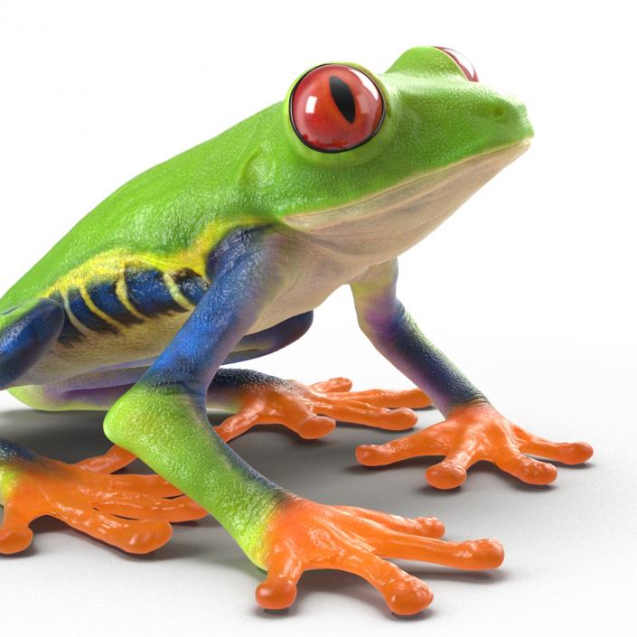 3D model Red Eyed Tree Frog Pose 4