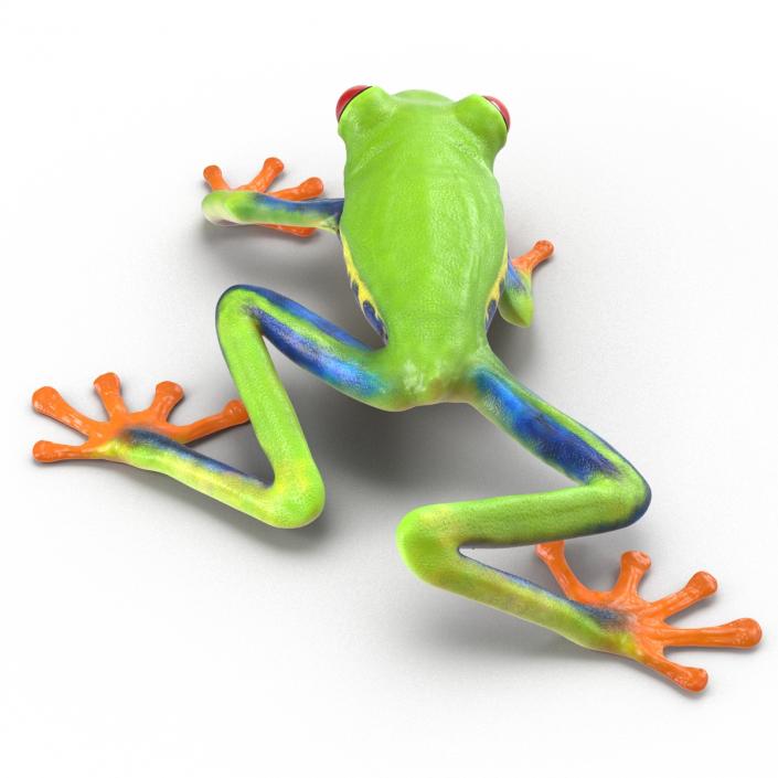 3D model Red Eyed Tree Frog Pose 3