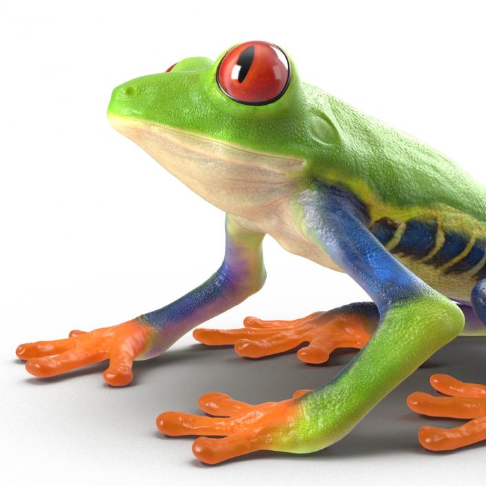 3D model Red Eyed Tree Frog Pose 4