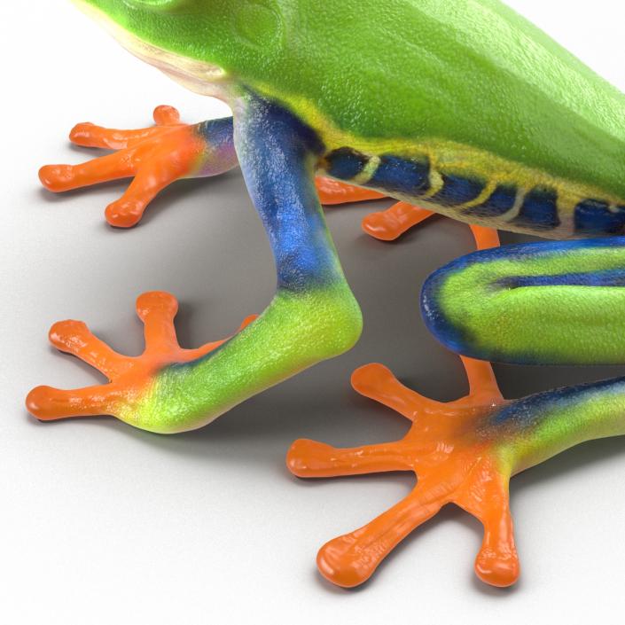 3D model Red Eyed Tree Frog Pose 4