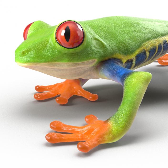 3D model Red Eyed Tree Frog Pose 3