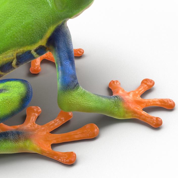 3D model Red Eyed Tree Frog Pose 4