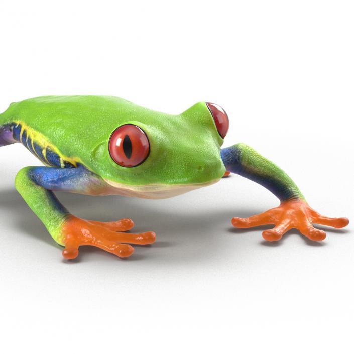 3D model Red Eyed Tree Frog Pose 3