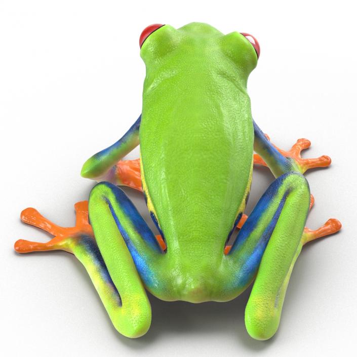 3D model Red Eyed Tree Frog Pose 4