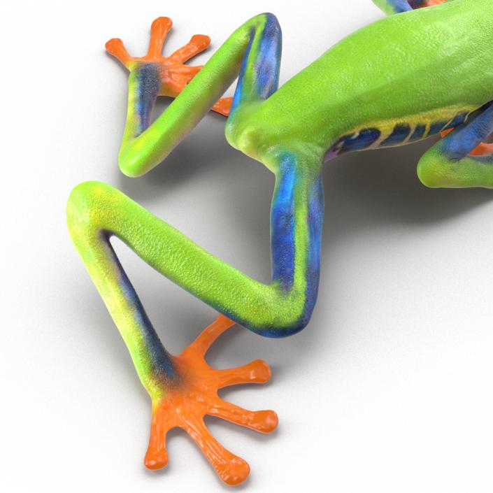 3D model Red Eyed Tree Frog Pose 3