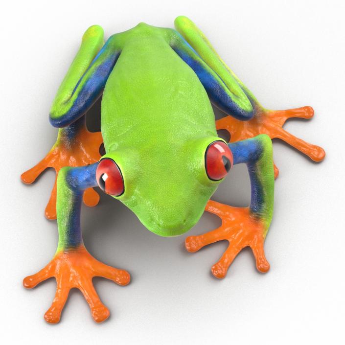 3D model Red Eyed Tree Frog Pose 4