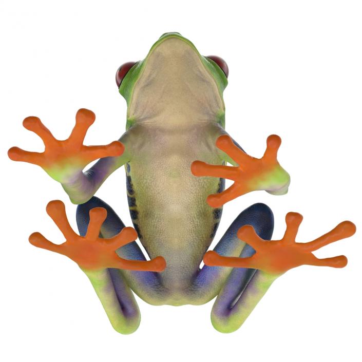 3D model Red Eyed Tree Frog Pose 4