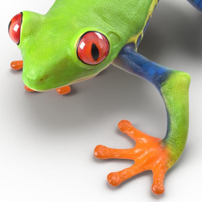 3D model Red Eyed Tree Frog Pose 3