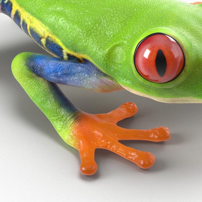 3D model Red Eyed Tree Frog Pose 3