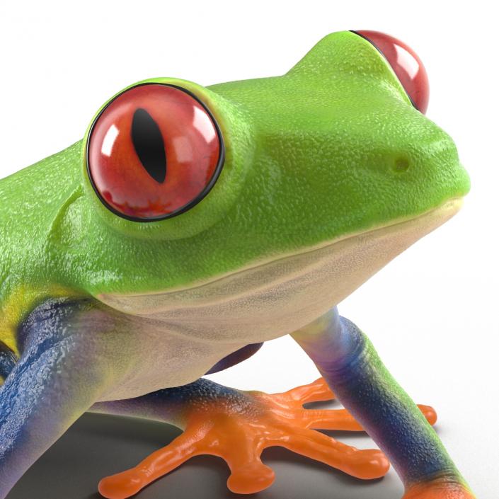 3D model Red Eyed Tree Frog Pose 4