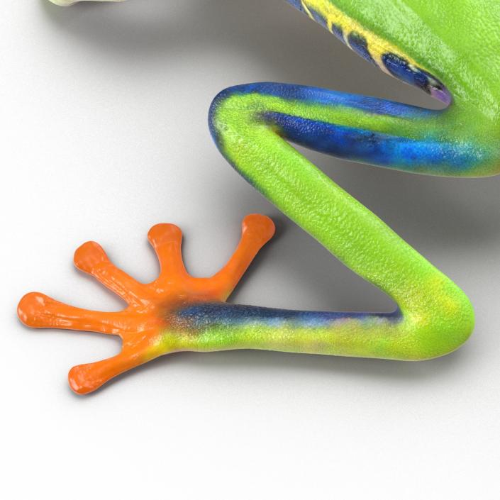 3D model Red Eyed Tree Frog Pose 3