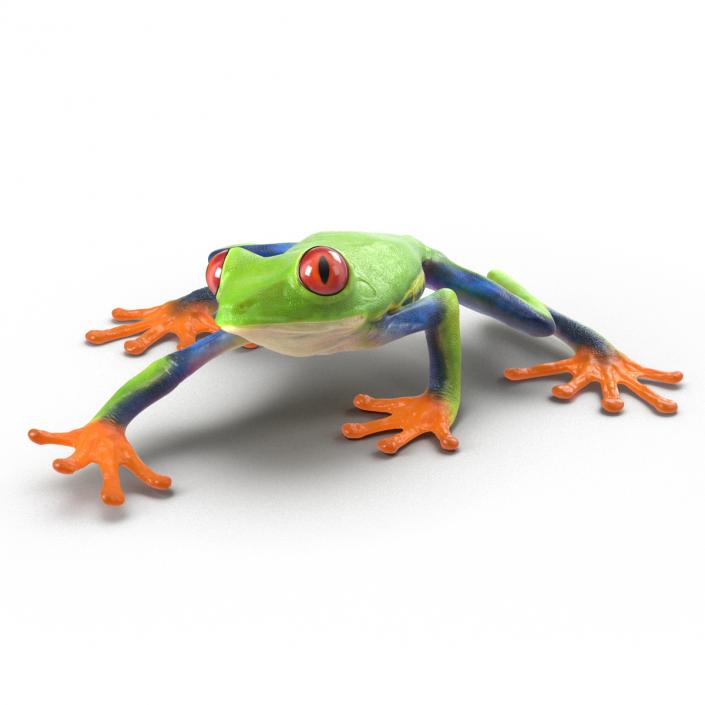 3D model Red Eyed Tree Frog Pose 2