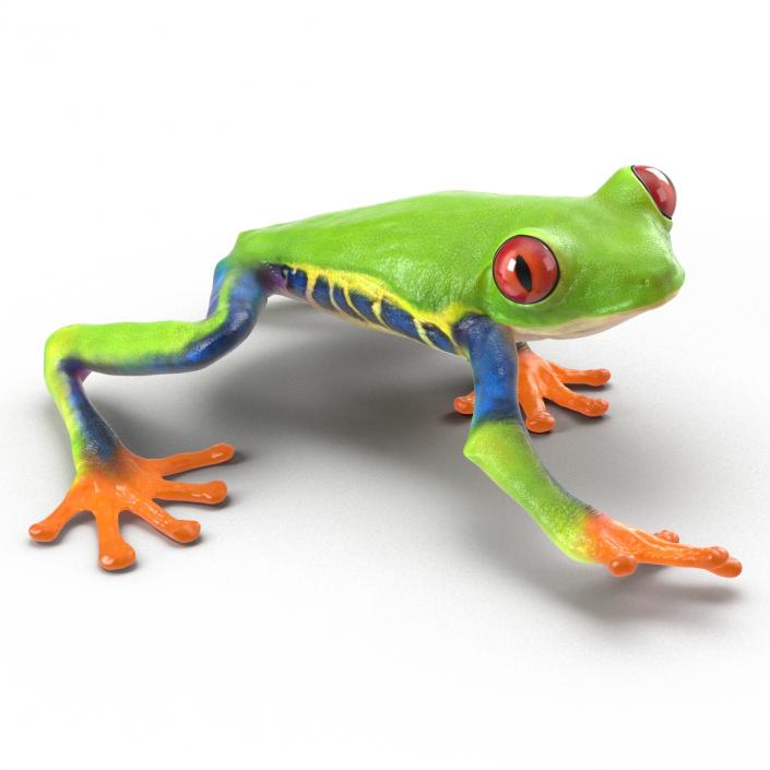 3D model Red Eyed Tree Frog Pose 2