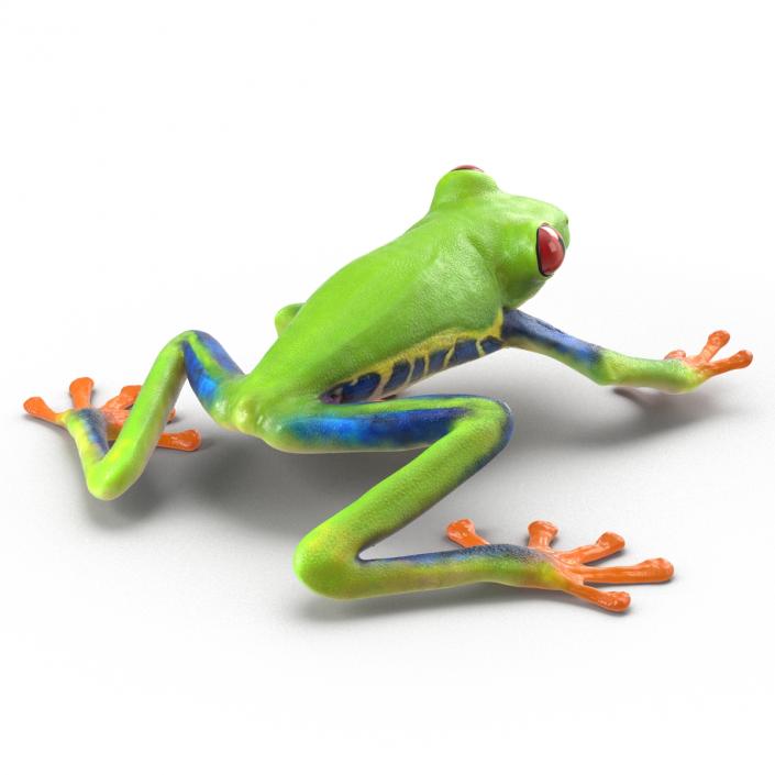 3D model Red Eyed Tree Frog Pose 2