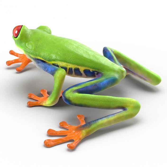 3D model Red Eyed Tree Frog Pose 2