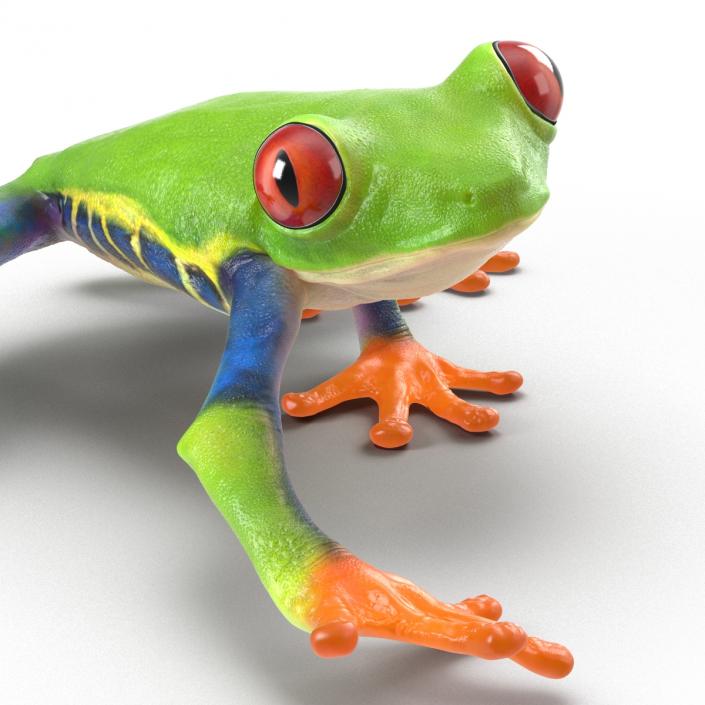 3D model Red Eyed Tree Frog Pose 2