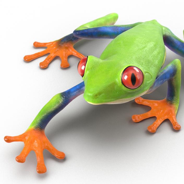 3D model Red Eyed Tree Frog Pose 2