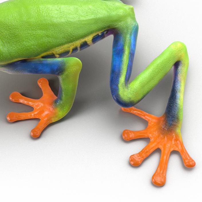 3D model Red Eyed Tree Frog Pose 2