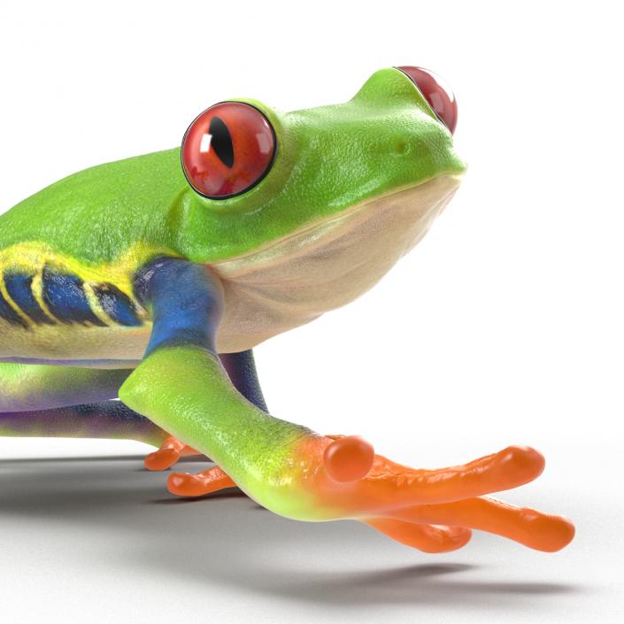 3D model Red Eyed Tree Frog Pose 2