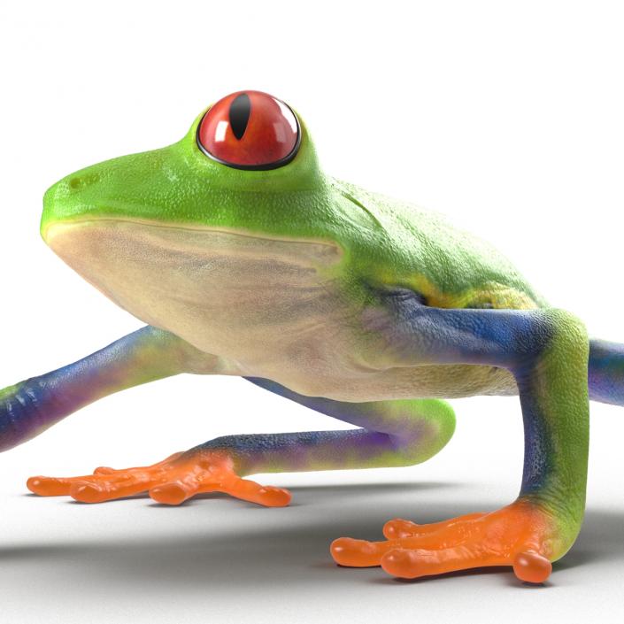 3D model Red Eyed Tree Frog Pose 2