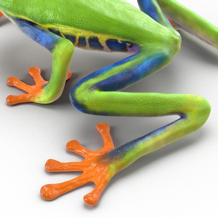 3D model Red Eyed Tree Frog Pose 2