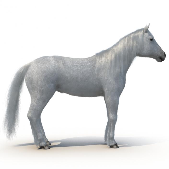 White Horse with Fur 2 3D