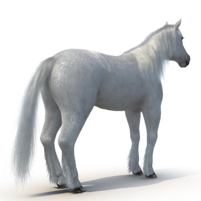 White Horse with Fur 2 3D