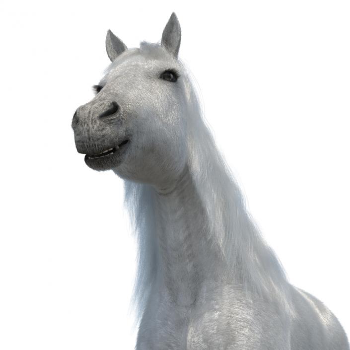 White Horse with Fur 2 3D