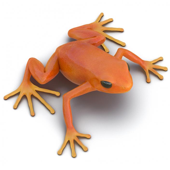 3D model Mantella Frog Pose 2