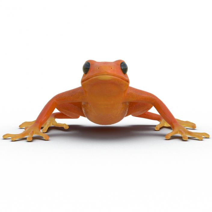 3D model Mantella Frog Pose 2