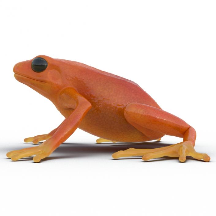 3D model Mantella Frog Pose 2