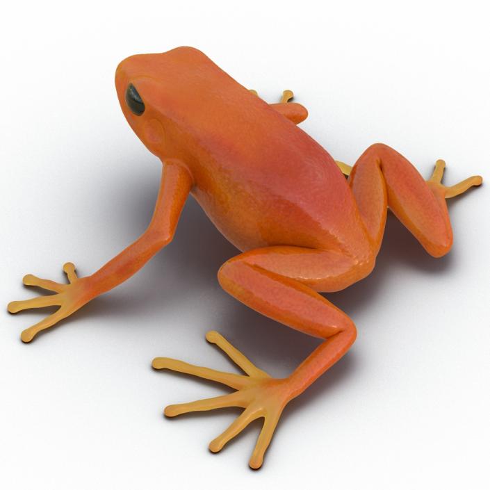 3D model Mantella Frog Pose 2