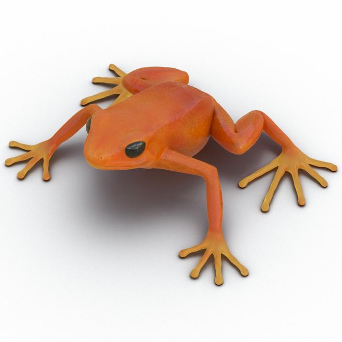 3D model Mantella Frog Pose 2