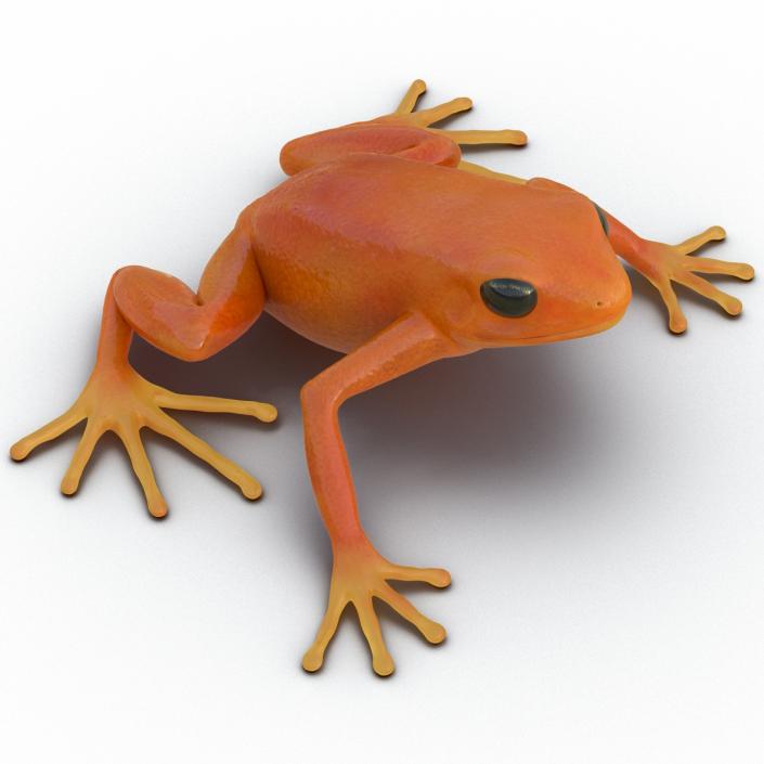 3D model Mantella Frog Pose 2