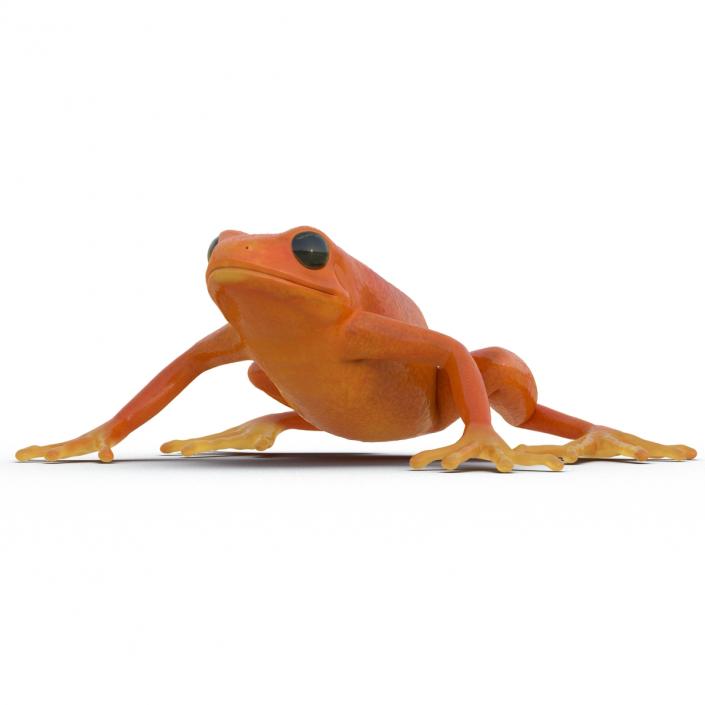 3D model Mantella Frog Pose 2