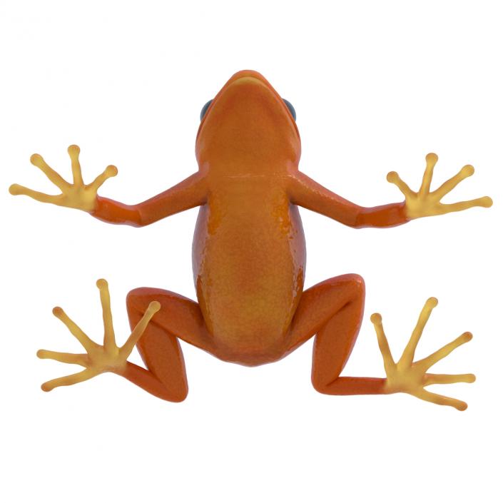 3D model Mantella Frog Pose 2