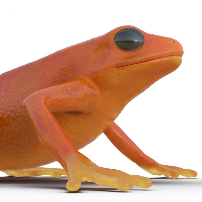 3D model Mantella Frog Pose 2