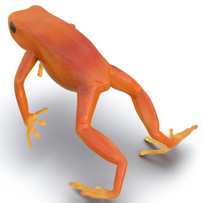 3D model Mantella Frog Pose 4