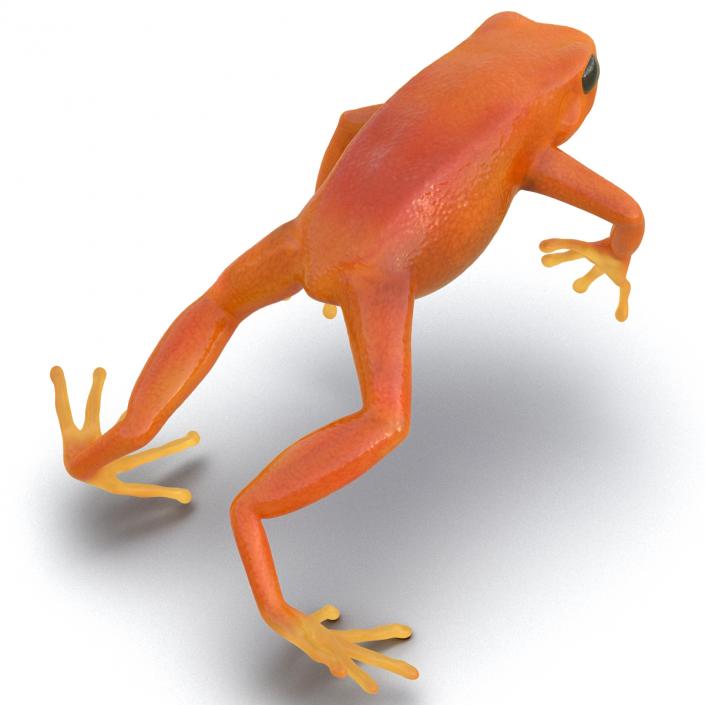 3D model Mantella Frog Pose 4