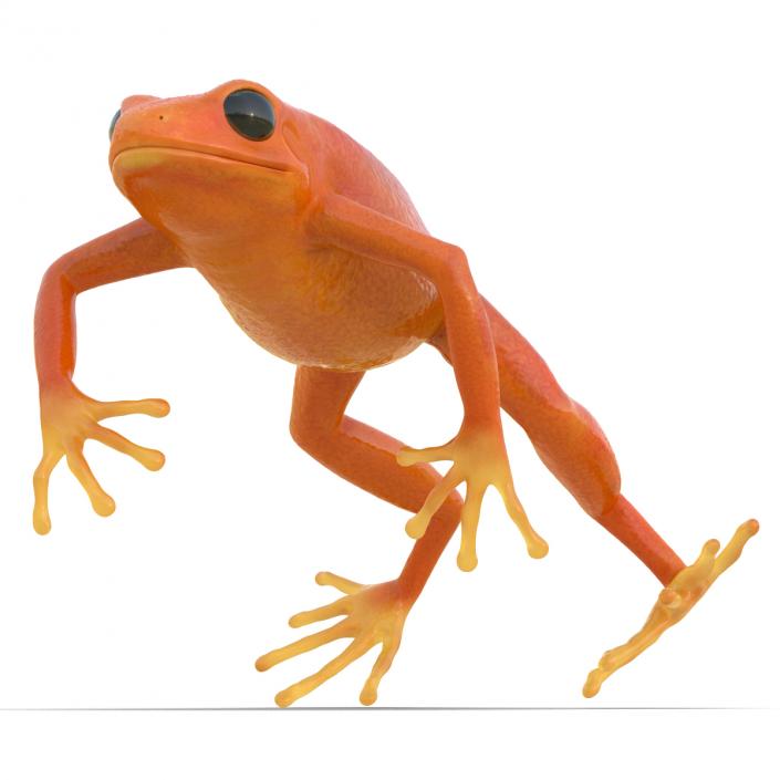 3D model Mantella Frog Pose 4