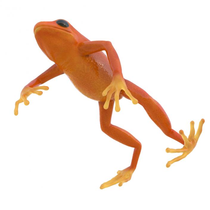 3D model Mantella Frog Pose 4