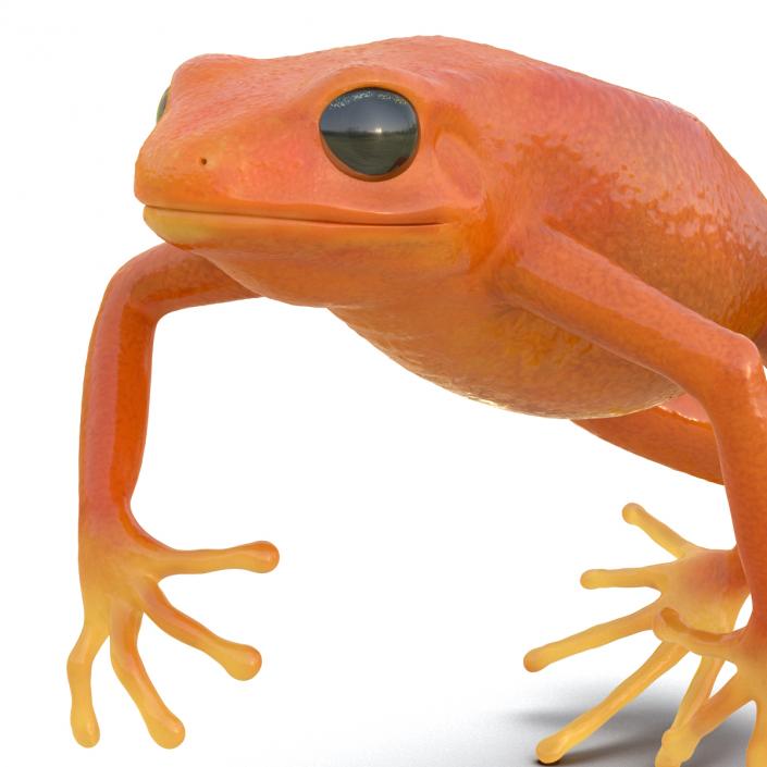 3D model Mantella Frog Pose 4