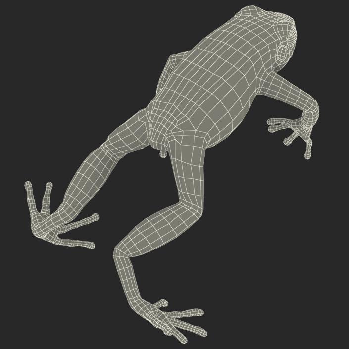 3D model Mantella Frog Pose 4