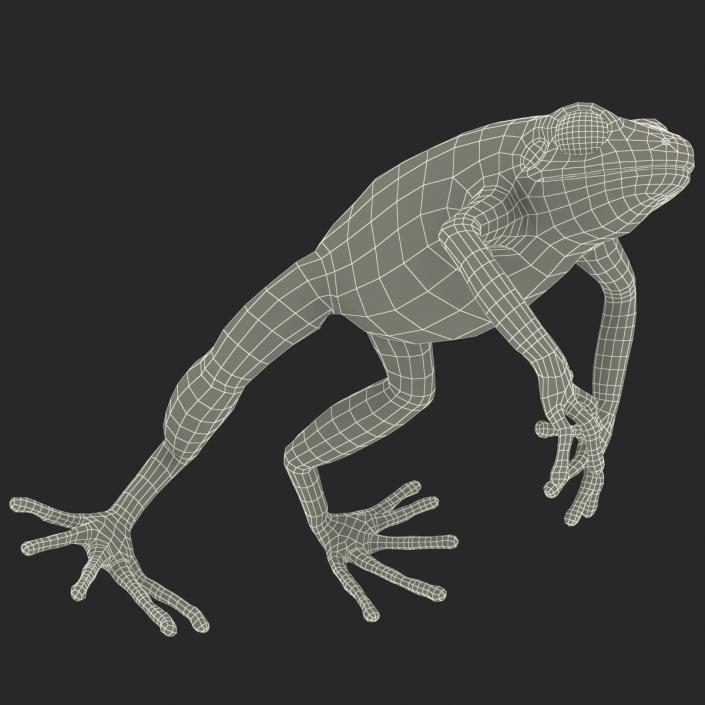 3D model Mantella Frog Pose 4