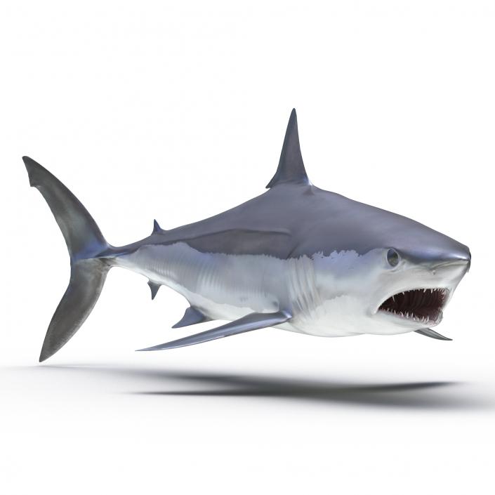 3D Shortfin Mako Shark Rigged