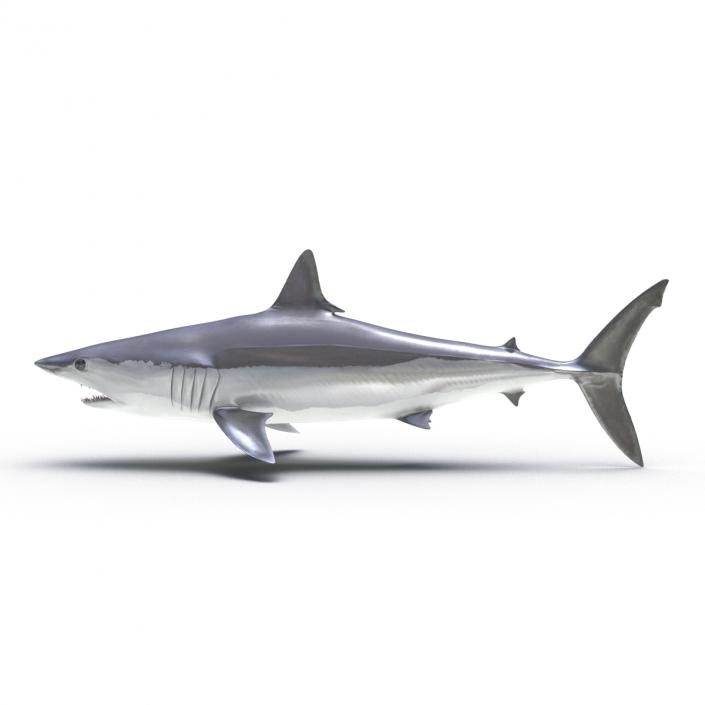 3D Shortfin Mako Shark Rigged